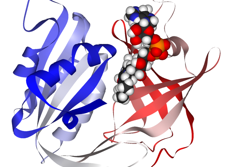 cytochrome_B5_reductase