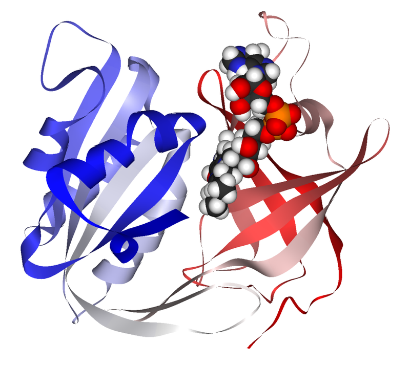 cytochrome_B5_reductase